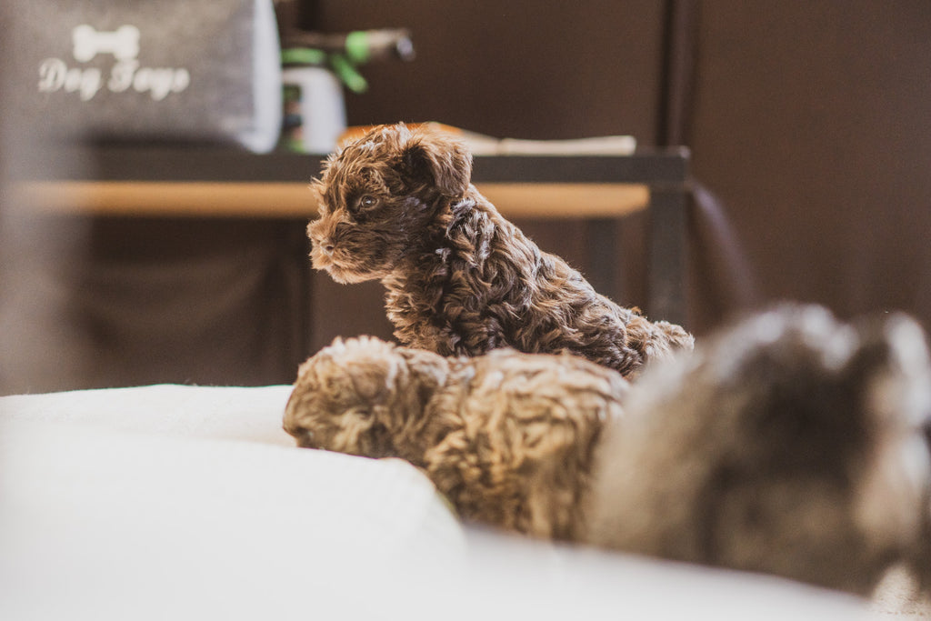 Puppy Heaven: Designing a Dog Bed For Breeders